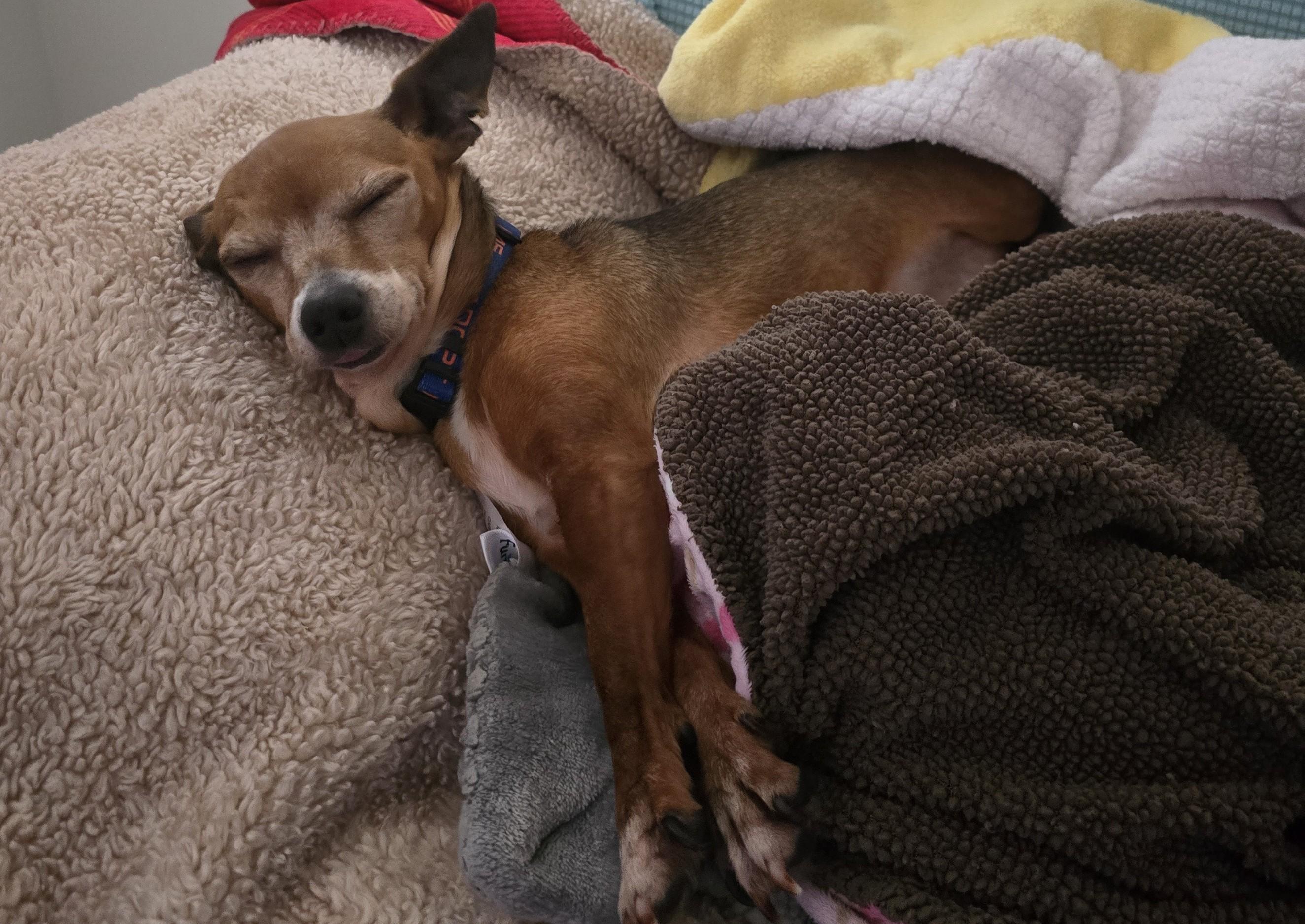 Sabine, Adoptable, Adult Female Chiweenie.