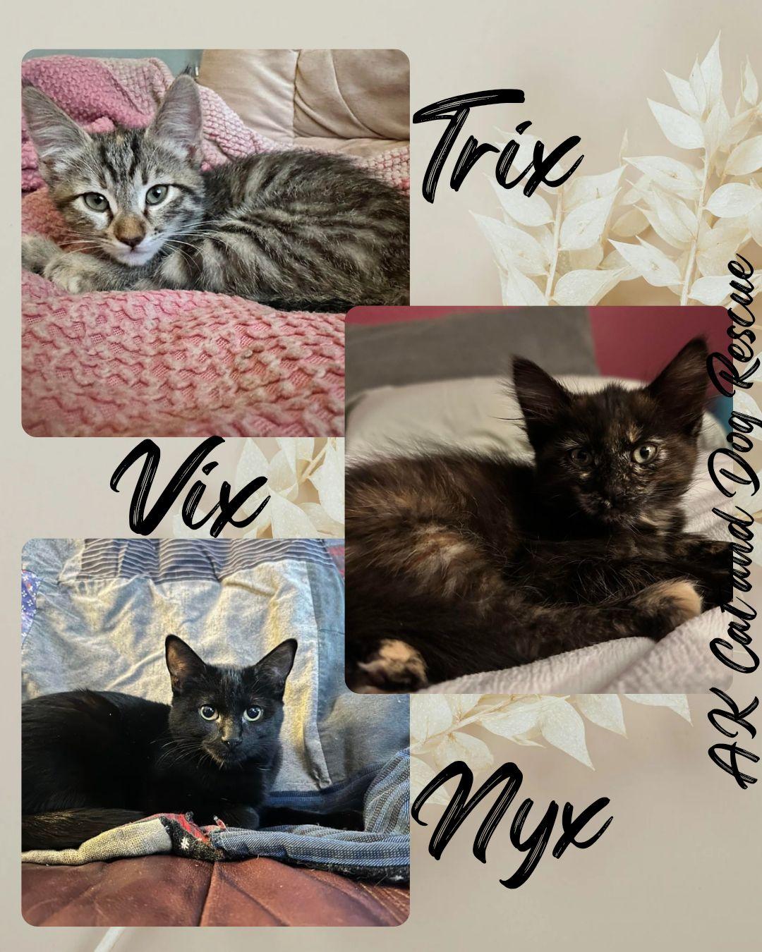 Nyx, Adoptable, Kitten Male Domestic Short Hair.