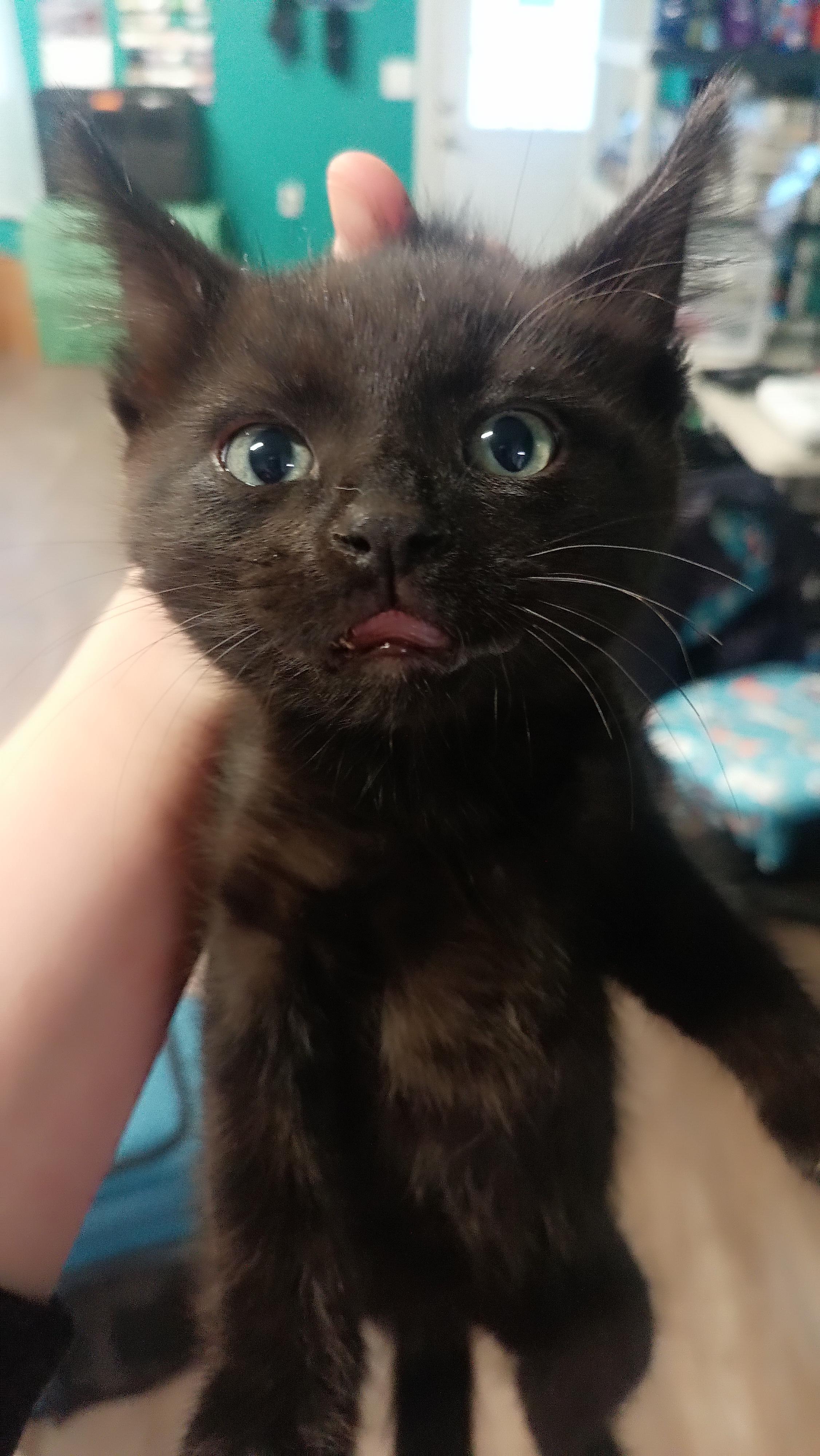 Nyx, Adoptable, Kitten Male Domestic Short Hair.