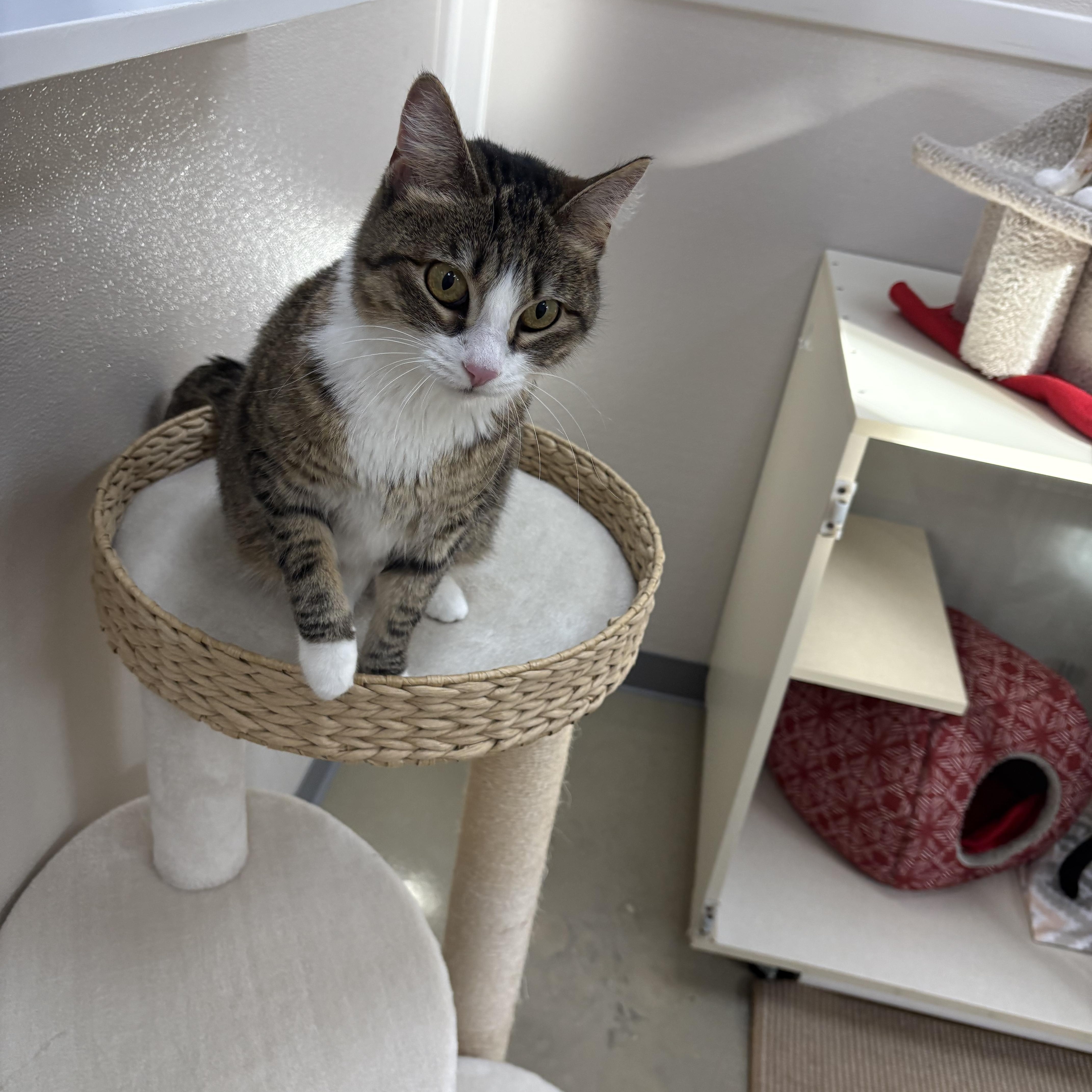 MARABEL, ADOPTABLE, Adult Female Tabby.