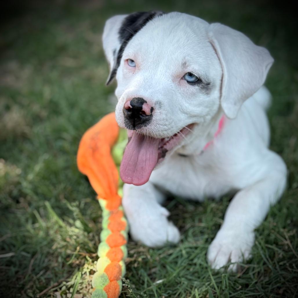 Eliza, a Adoptable mixed breed in Greensboro, GA image 1/4