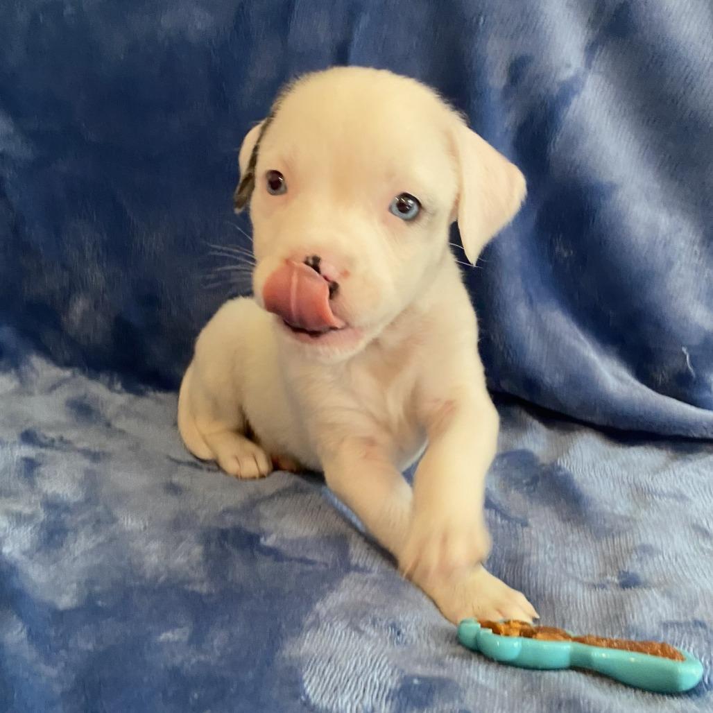 Eliza, Adoptable, Puppy Female Catahoula Leopard Dog & Mixed Breed.