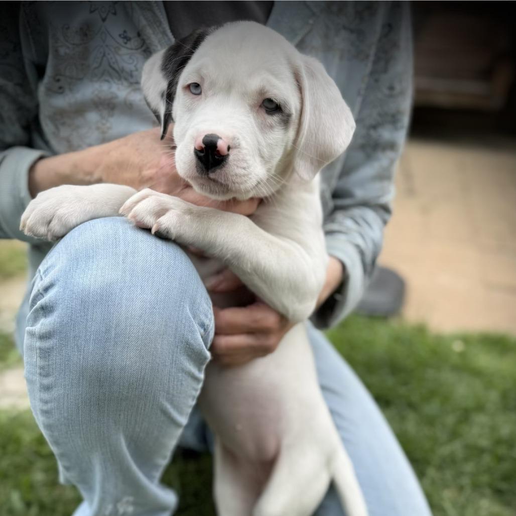 Eliza, a Adoptable mixed breed in Greensboro, GA image 3/4