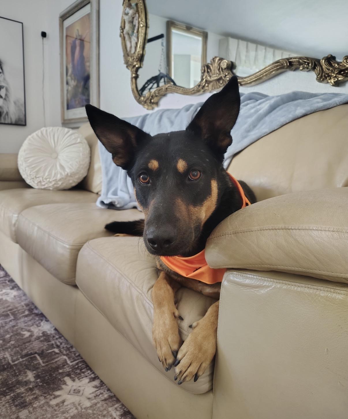 Caleb, a ADOPTABLE mixed breed in Vista , CA image 4/5