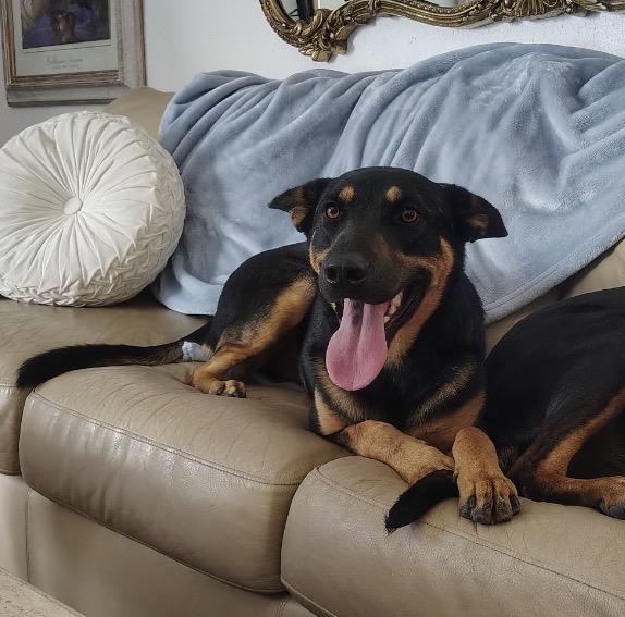 Caleb, ADOPTABLE, Young Male Shepherd & Australian Kelpie.