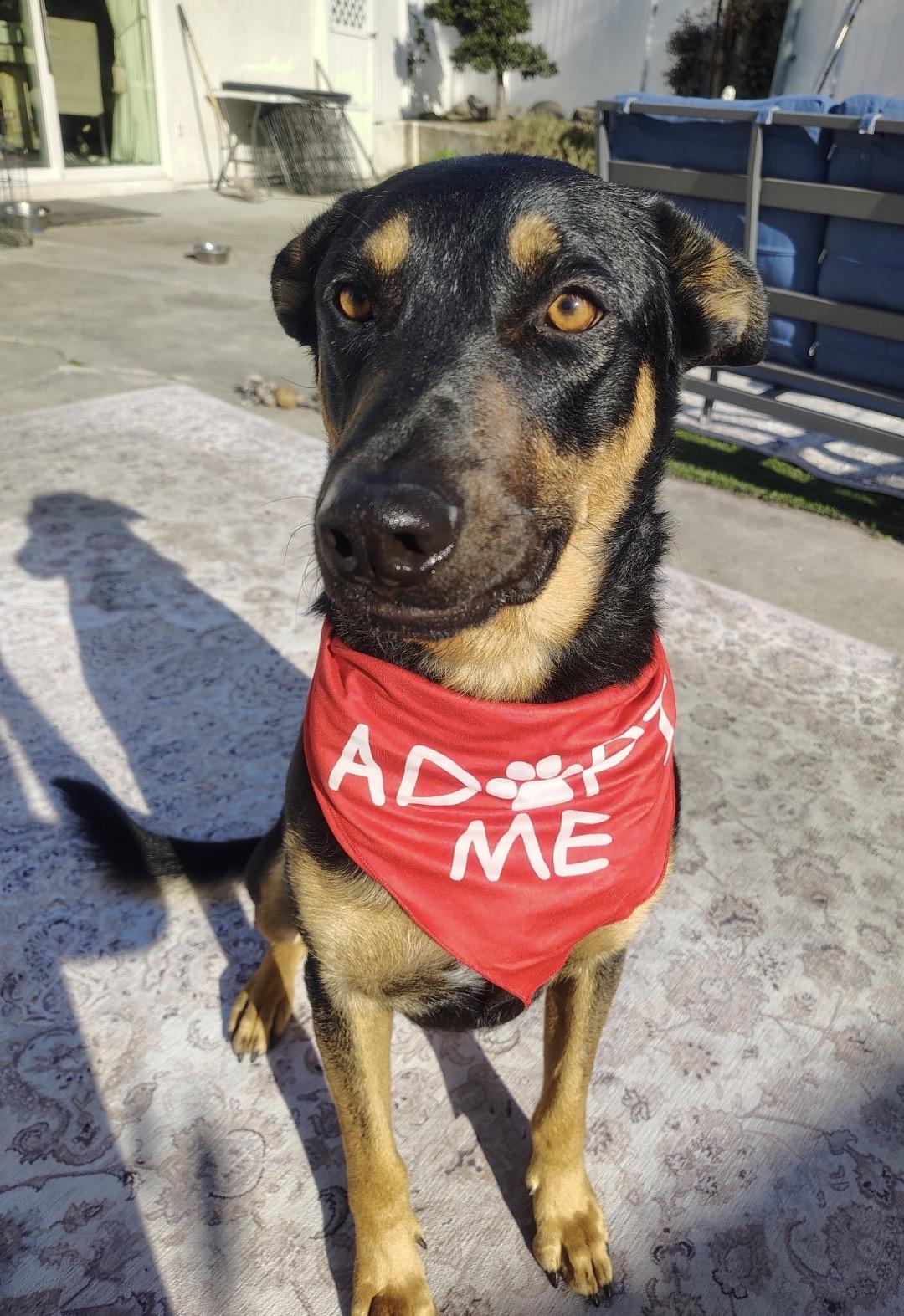 Caleb, a ADOPTABLE mixed breed in Vista , CA image 5/5