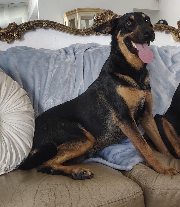 Caleb, a ADOPTABLE mixed breed in Vista , CA image 2/5