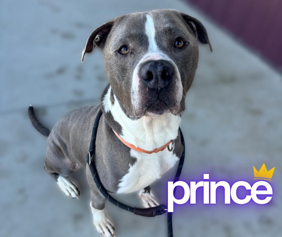 Enlarge Prince, a ADOPTABLE mixed breed in Nevada, IA image 1/1