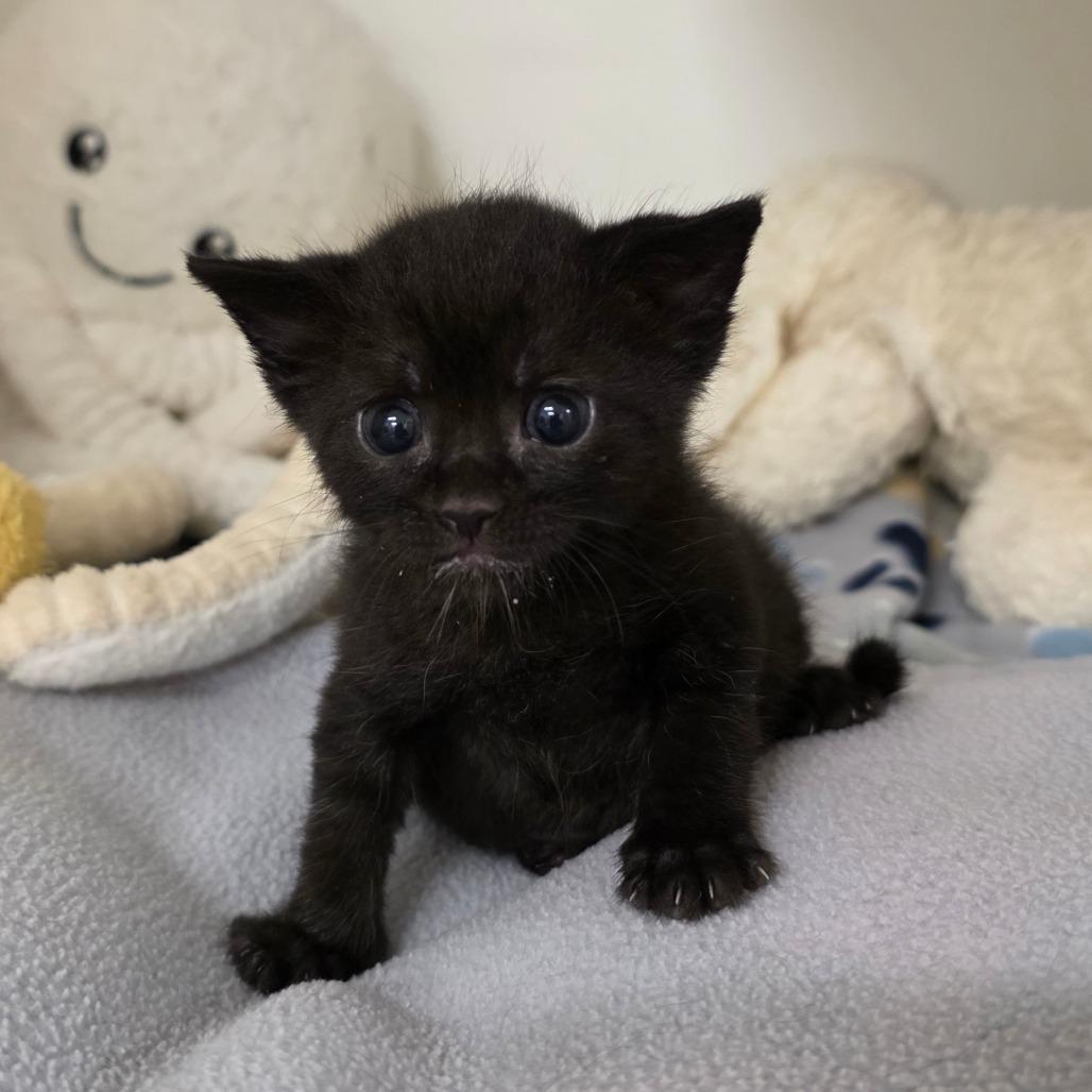 Itsy Bitsy, Adoptable, Kitten Female Domestic Short Hair.