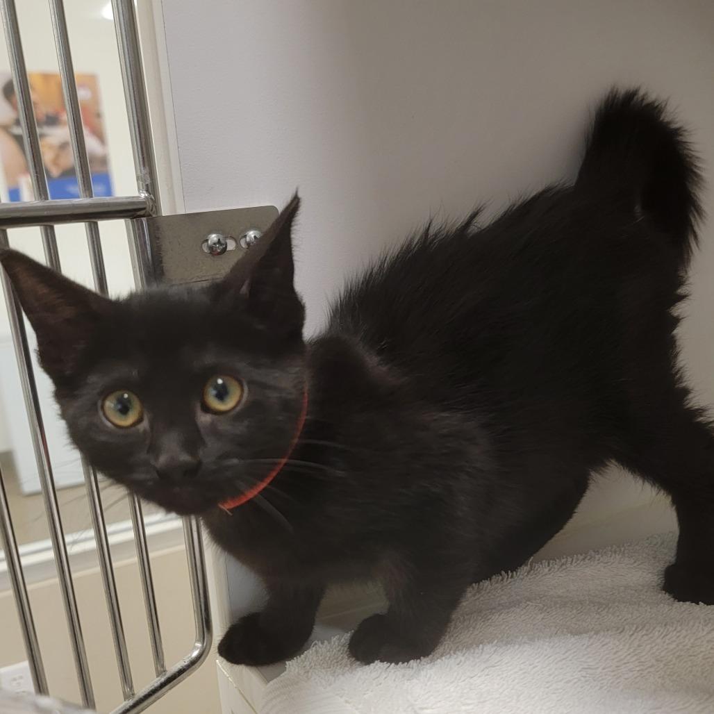 Enlarge Itsy Bitsy, a Adoptable Domestic Short Hair in Phoenix, AZ image 2/2
