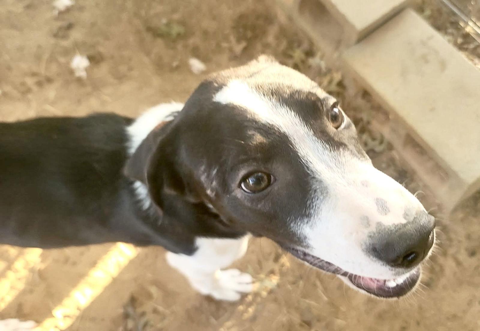 Enlarge Henry, a Adoptable mixed breed in Eugene, OR image 6/6