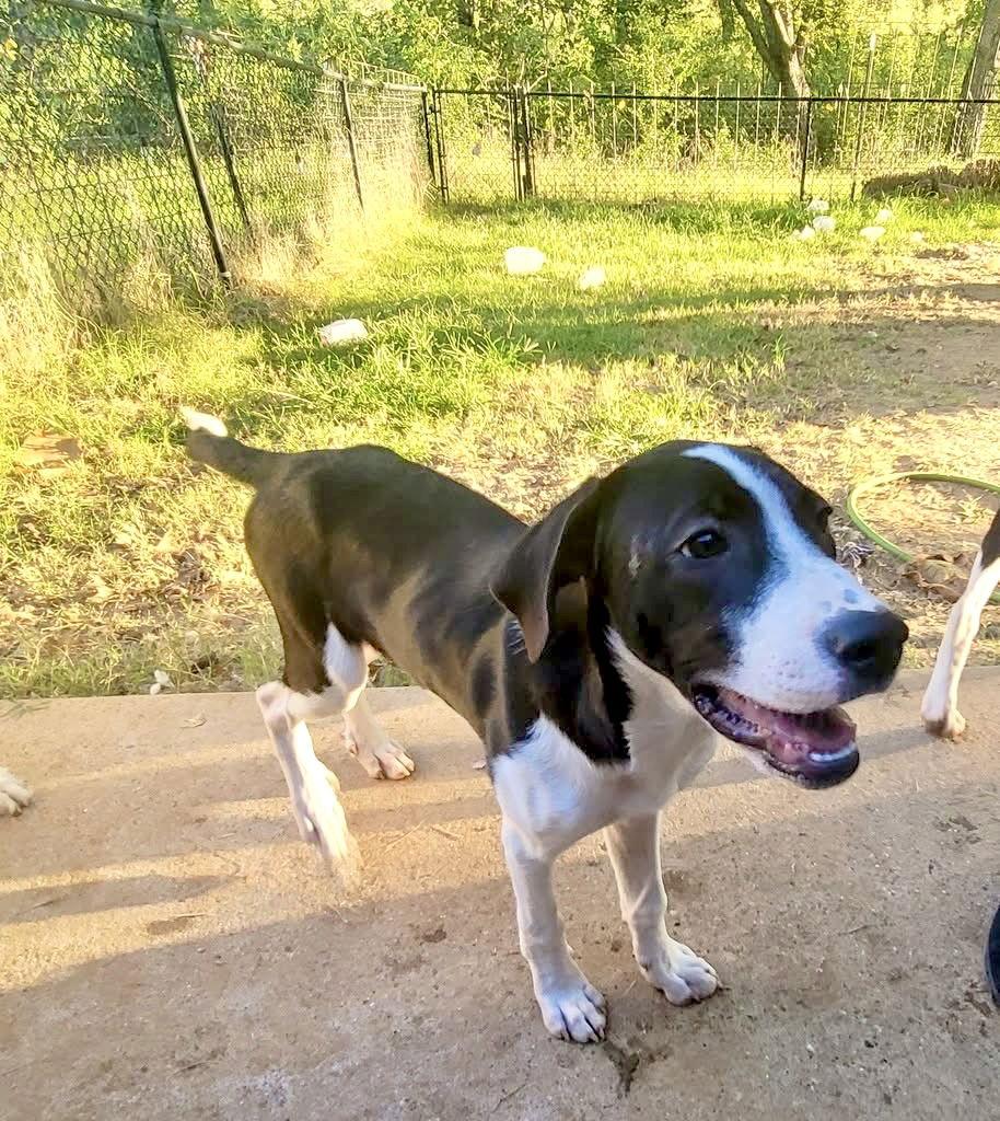 Enlarge Henry, a Adoptable mixed breed in Eugene, OR image 3/6