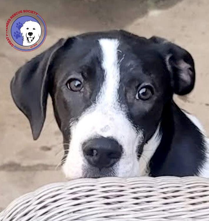 Enlarge Henry, a Adoptable mixed breed in Eugene, OR image 1/6