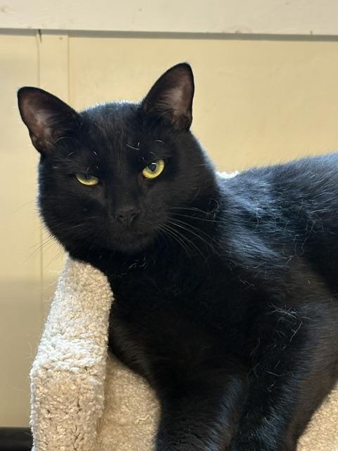 Enlarge Prescott 5, a ADOPTABLE Domestic Short Hair in Plainville, MA image 5/5