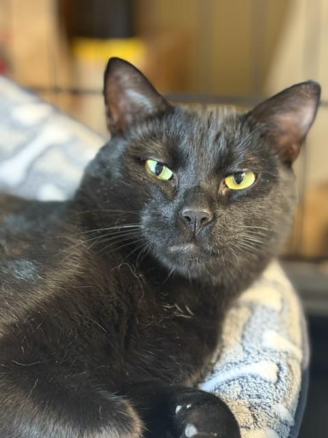 Enlarge Prescott 5, a ADOPTABLE Domestic Short Hair in Plainville, MA image 4/5