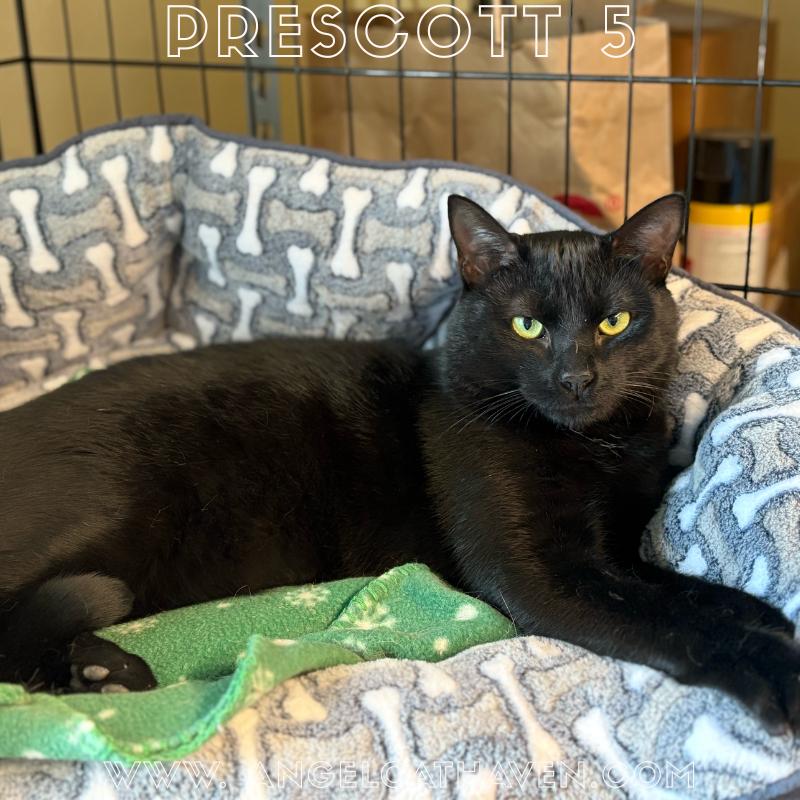 Prescott 5, ADOPTABLE, Young Male Domestic Short Hair.