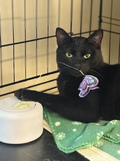 Enlarge Prescott 5, a ADOPTABLE Domestic Short Hair in Plainville, MA image 3/5