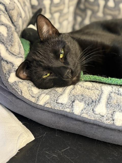 Enlarge Prescott 5, a ADOPTABLE Domestic Short Hair in Plainville, MA image 2/5