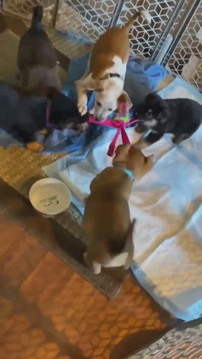 Enlarge Binx, a Adopted mixed breed in Roseburg, OR video 6/11