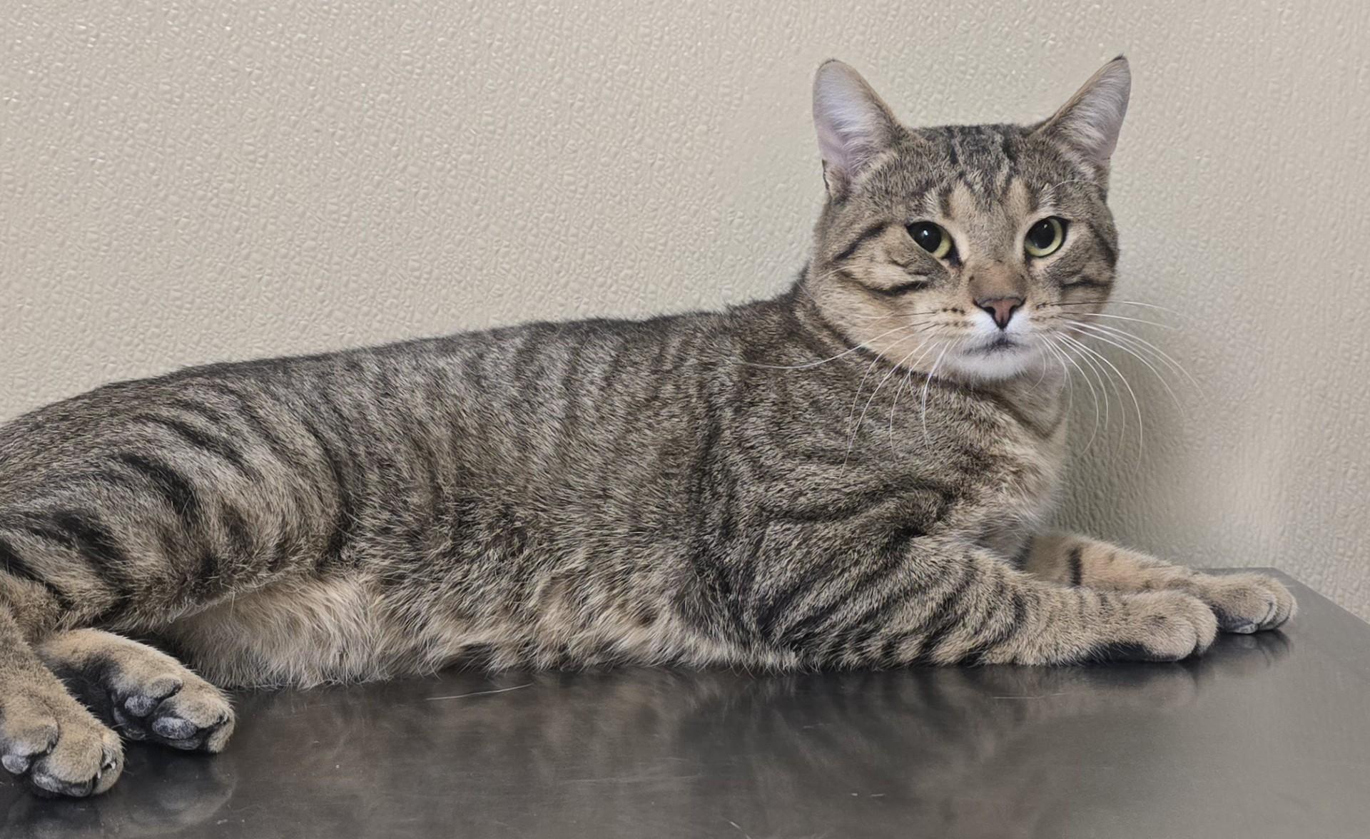 Enlarge Bob, an adoptable mixed breed in Brainerd, MN image 1/1