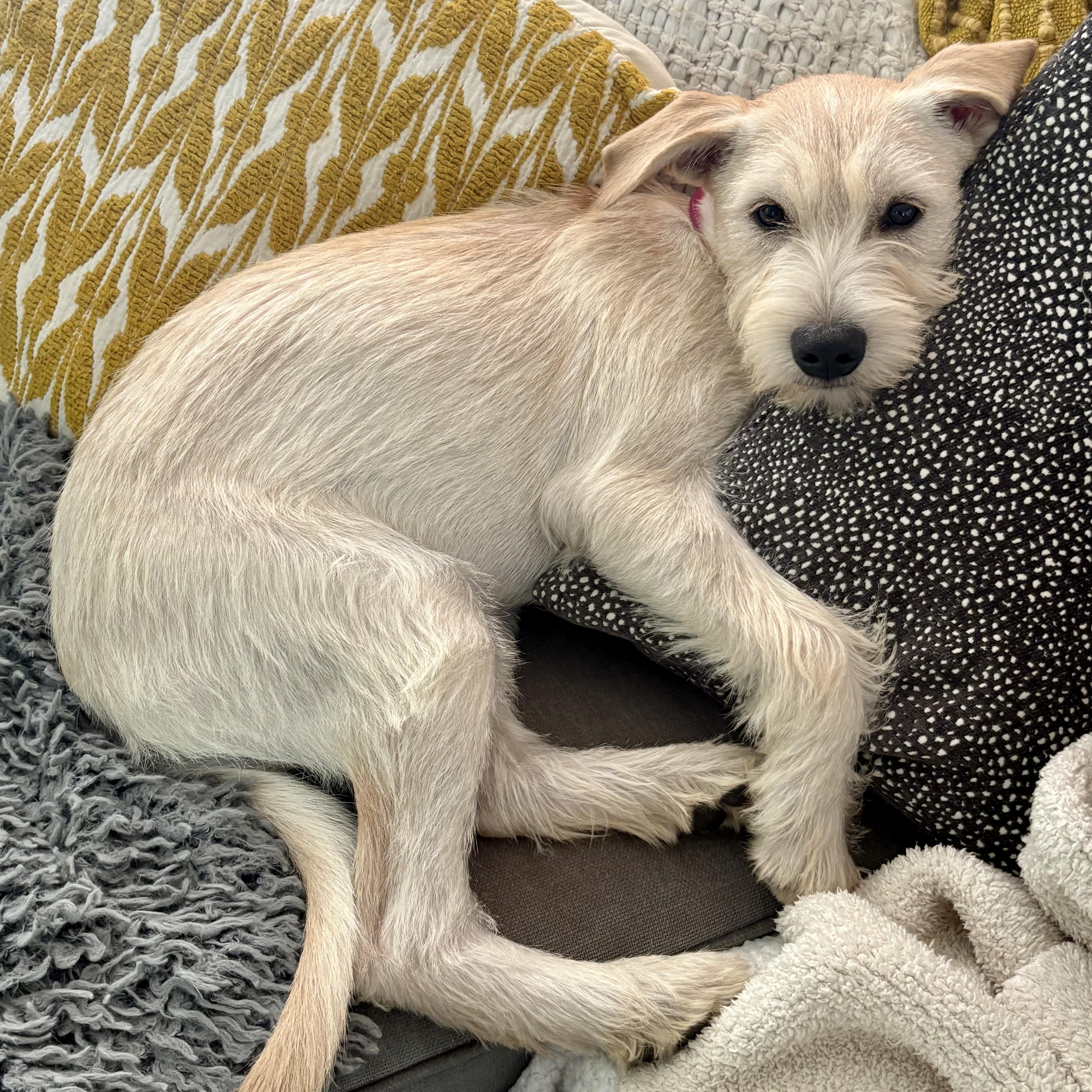 Enlarge Violet, a Adopted mixed breed in Brattleboro, VT image 3/6