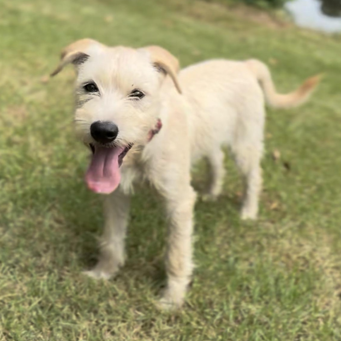 Enlarge Violet, a Adopted mixed breed in Brattleboro, VT image 1/6