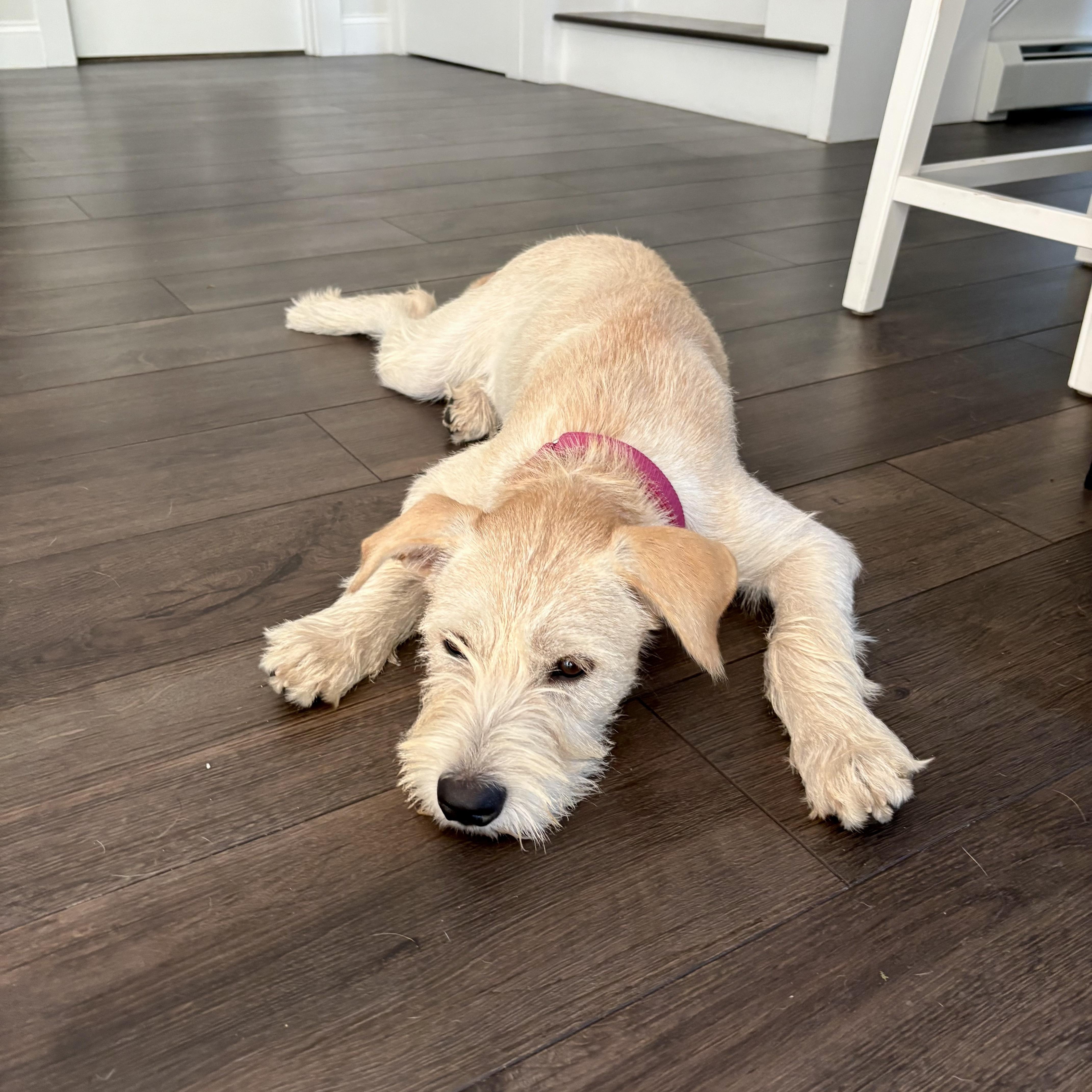 Enlarge Violet, a Adopted mixed breed in Brattleboro, VT image 6/6