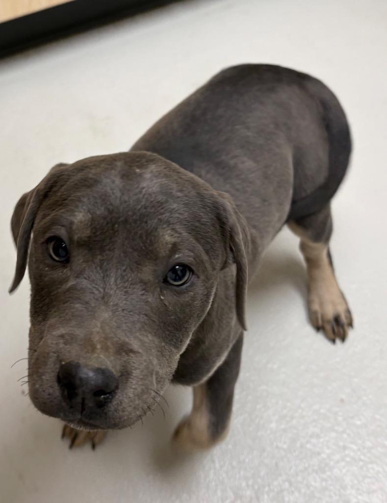 Sylvie, Adoptable, Puppy Female Pit Bull Terrier & Labrador Retriever.