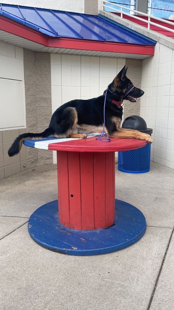 Enlarge Jerry, a Adoptable German Shepherd Dog in St. Paul, MN image 8/12