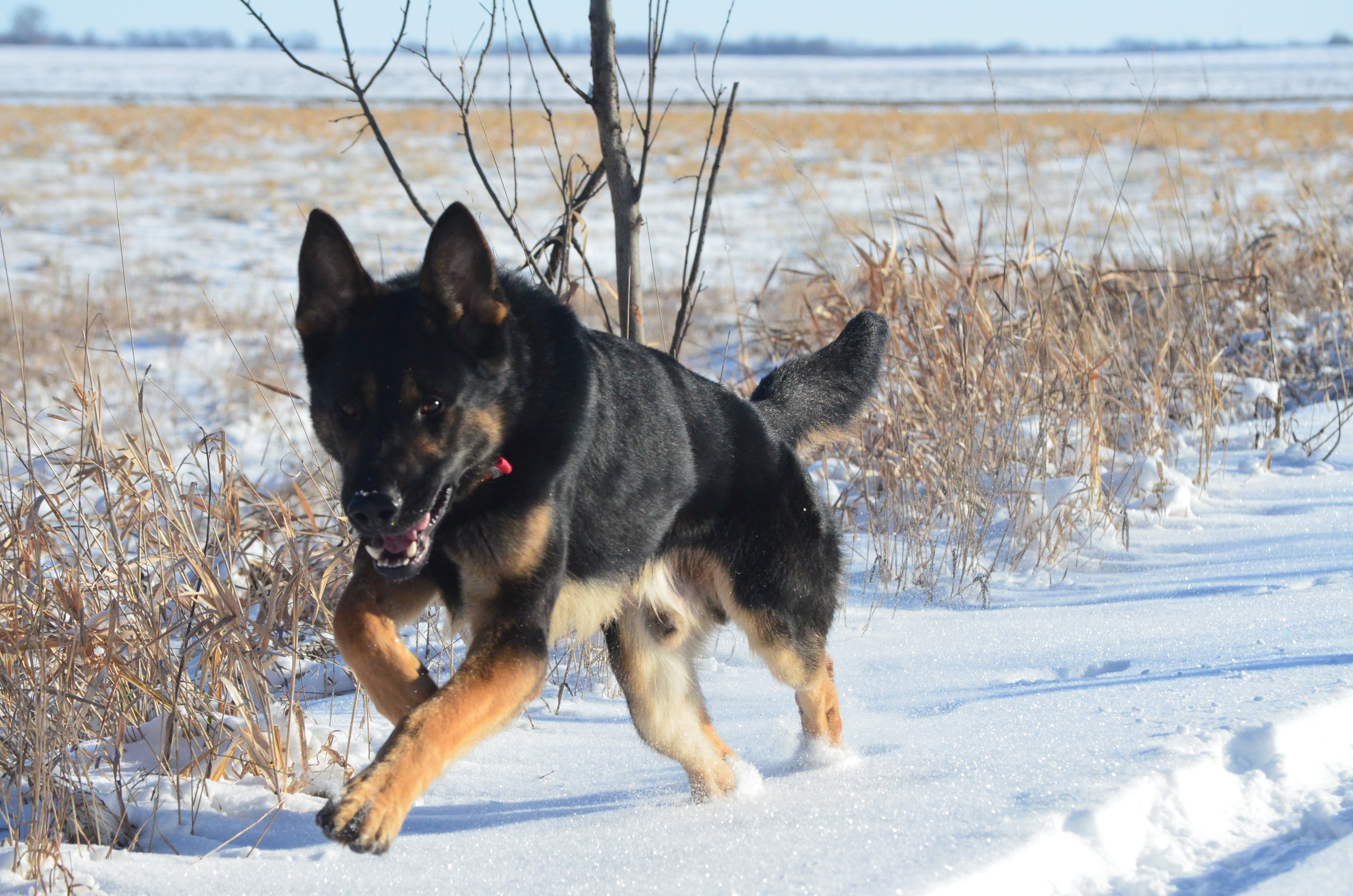 Enlarge Jerry, a Adoptable German Shepherd Dog in St. Paul, MN image 9/12