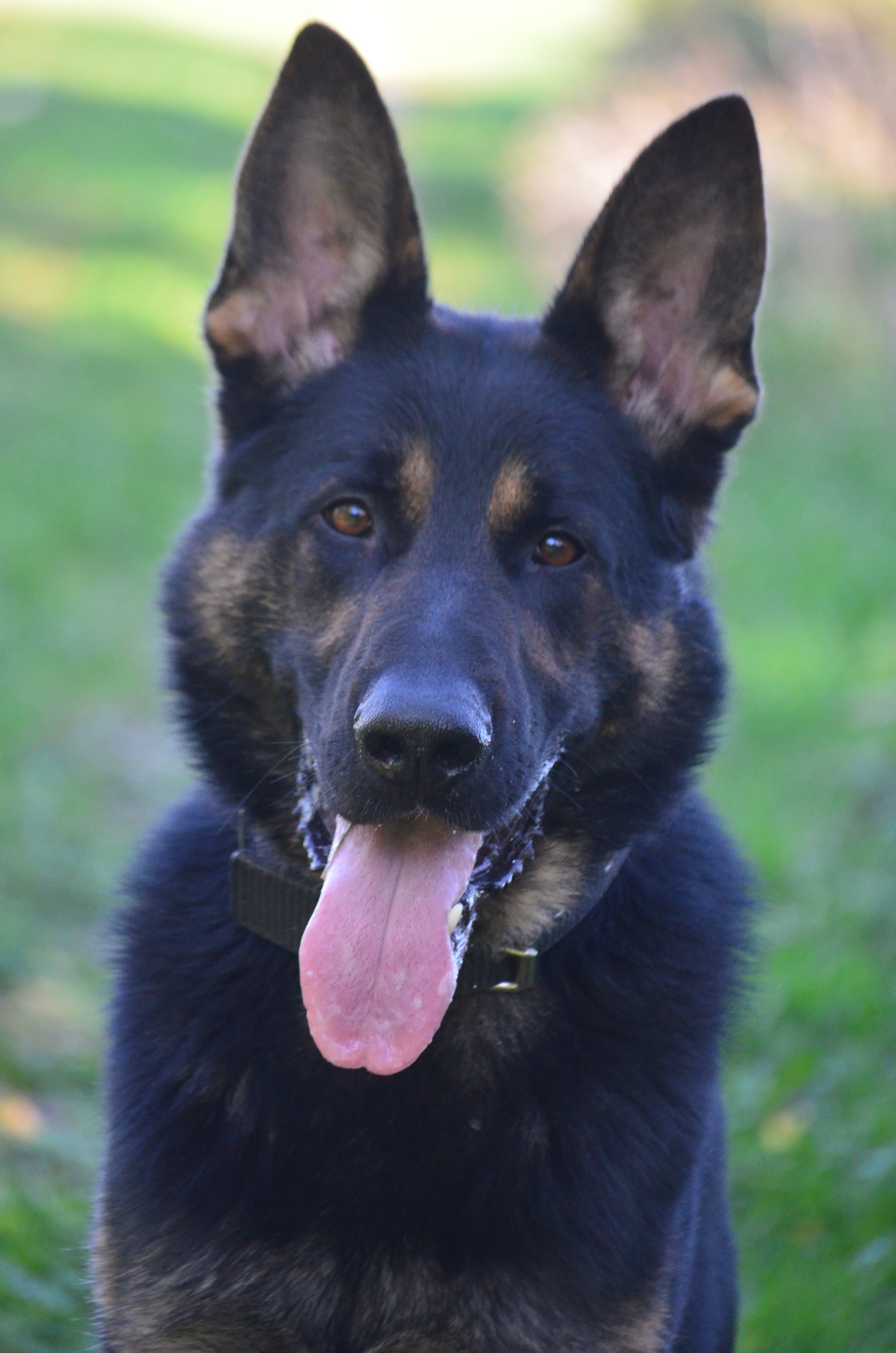 Enlarge Jerry, a Adoptable German Shepherd Dog in St. Paul, MN image 10/12