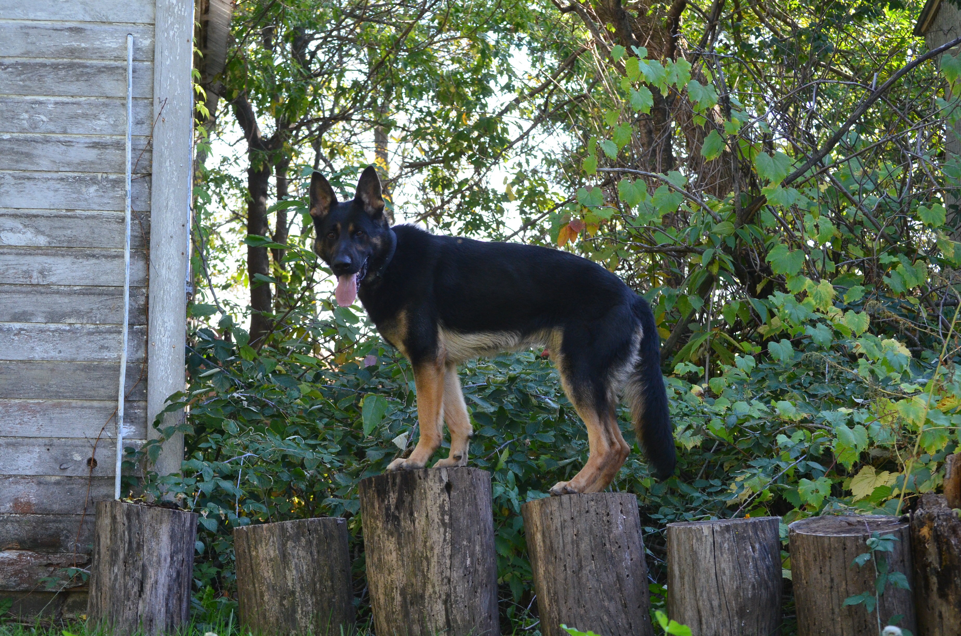 Jerry, a Adoptable German Shepherd Dog in St. Paul, MN image 1/12