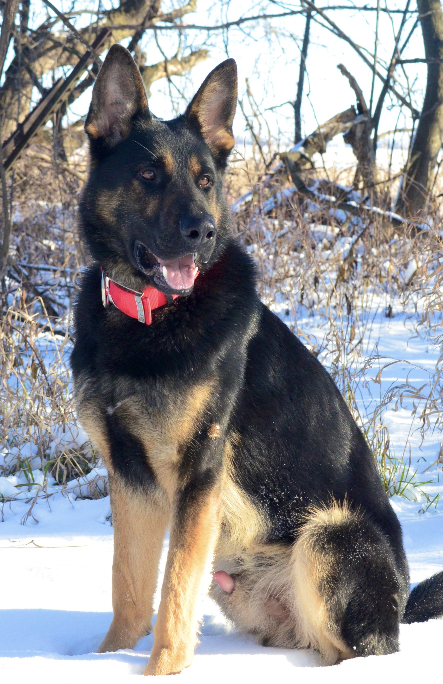 Enlarge Jerry, a Adoptable German Shepherd Dog in St. Paul, MN image 11/12