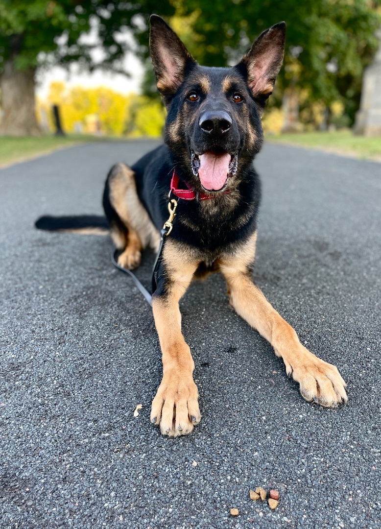 Enlarge Jerry, a Adoptable German Shepherd Dog in St. Paul, MN image 12/12