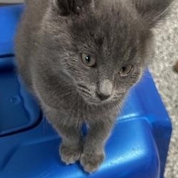 Enlarge Brayden, an adopted Domestic Short Hair in Bryan, OH image 3/3