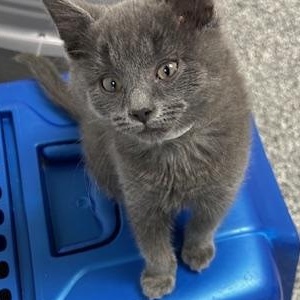 Enlarge Brayden, an adopted Domestic Short Hair in Bryan, OH image 1/3