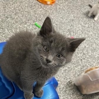 Enlarge Brayden, an adopted Domestic Short Hair in Bryan, OH image 2/3