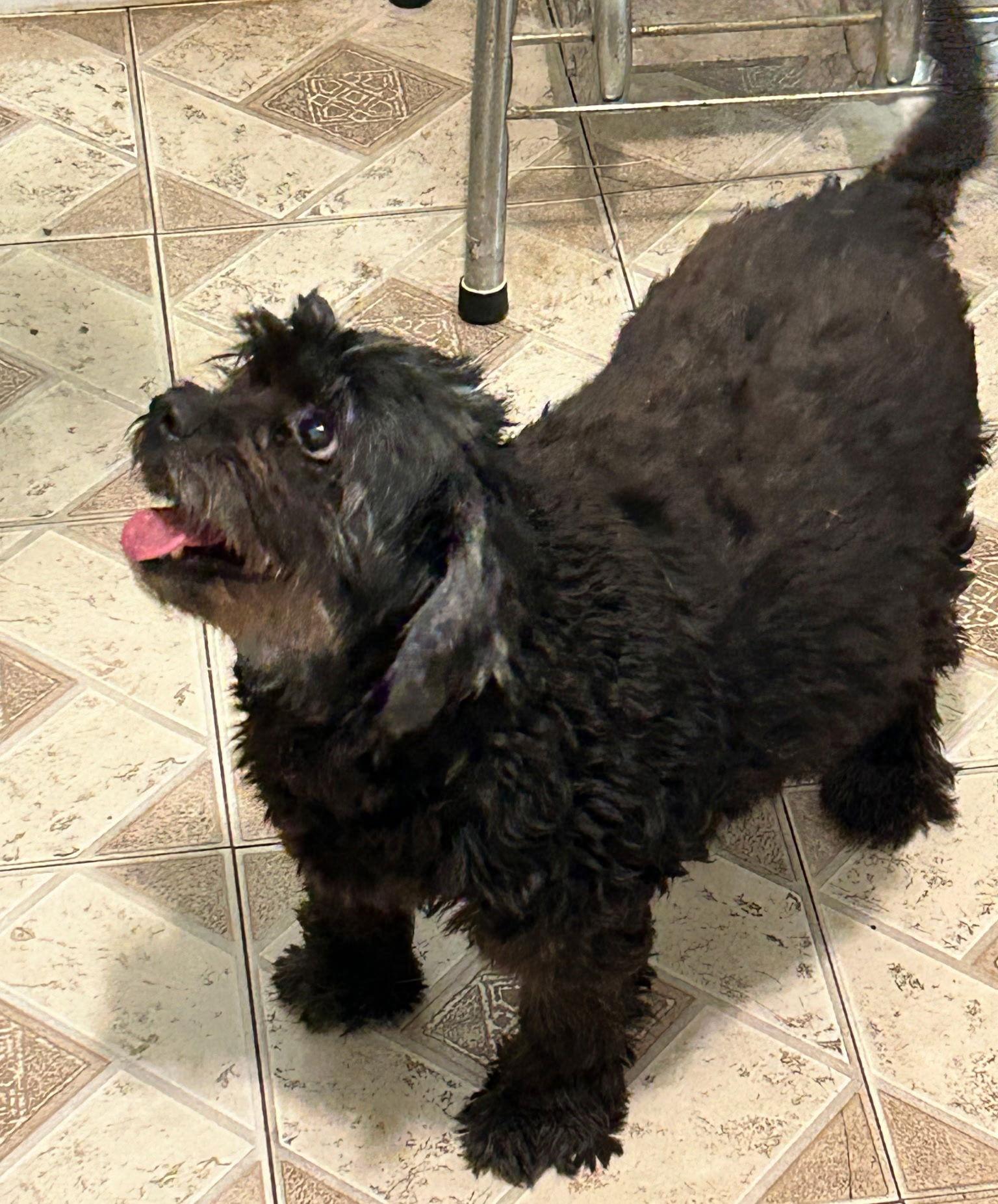 Enlarge APOLLONIA, a Adopted Shih Tzu in San Antonio, TX image 1/1