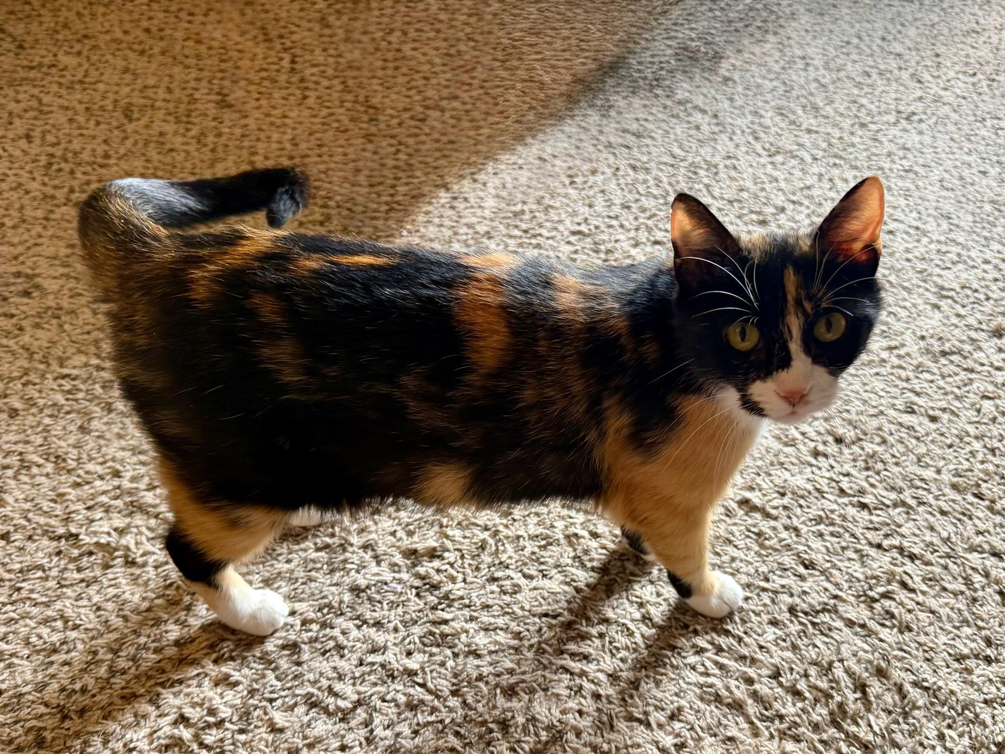 Daniela, an adopted Domestic Short Hair in Mount Juliet, TN image 5/6