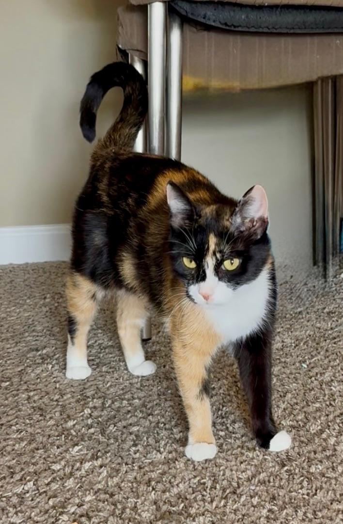 Daniela, an adopted Domestic Short Hair in Mount Juliet, TN image 3/6