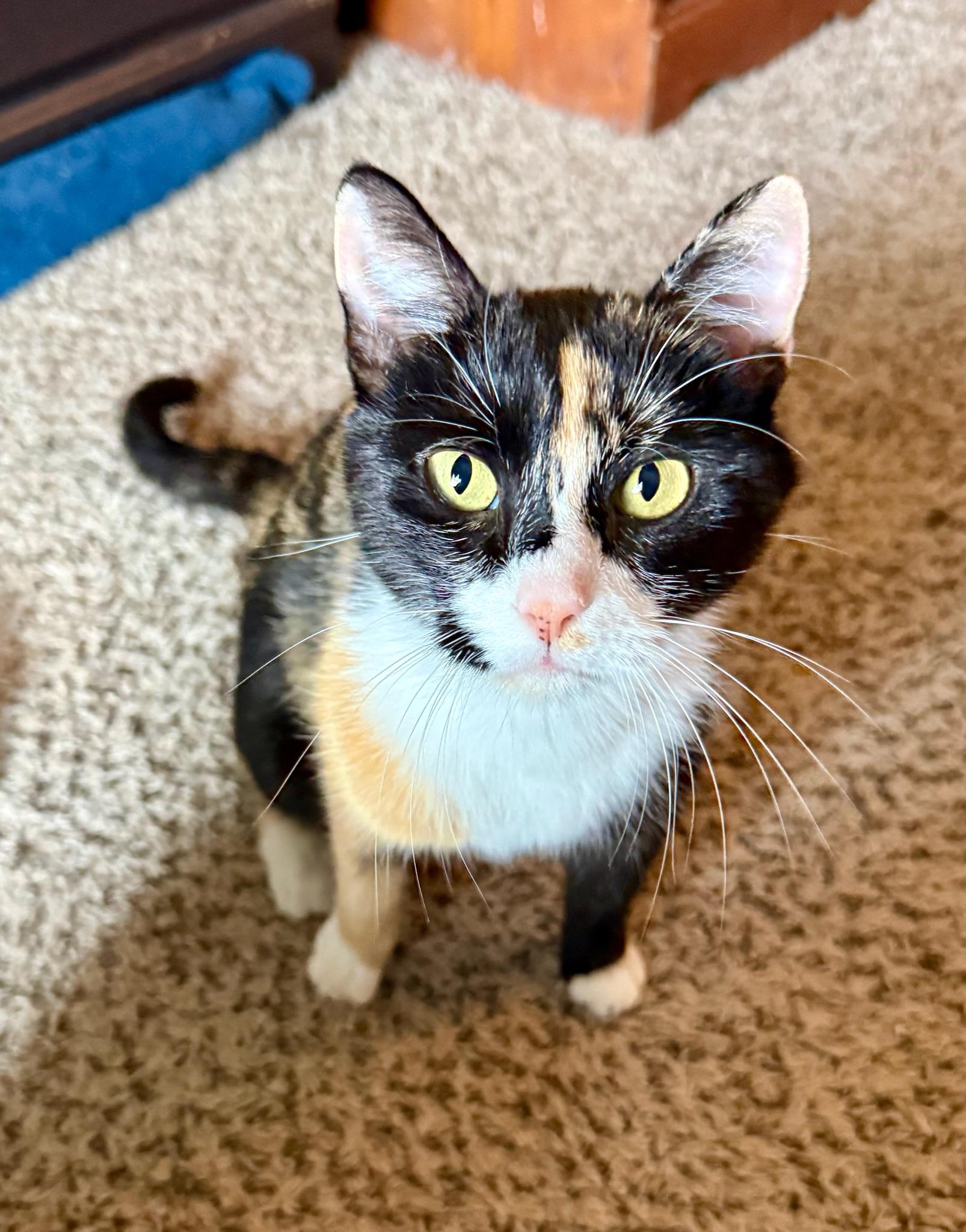 Daniela, an adopted Domestic Short Hair in Mount Juliet, TN image 1/6