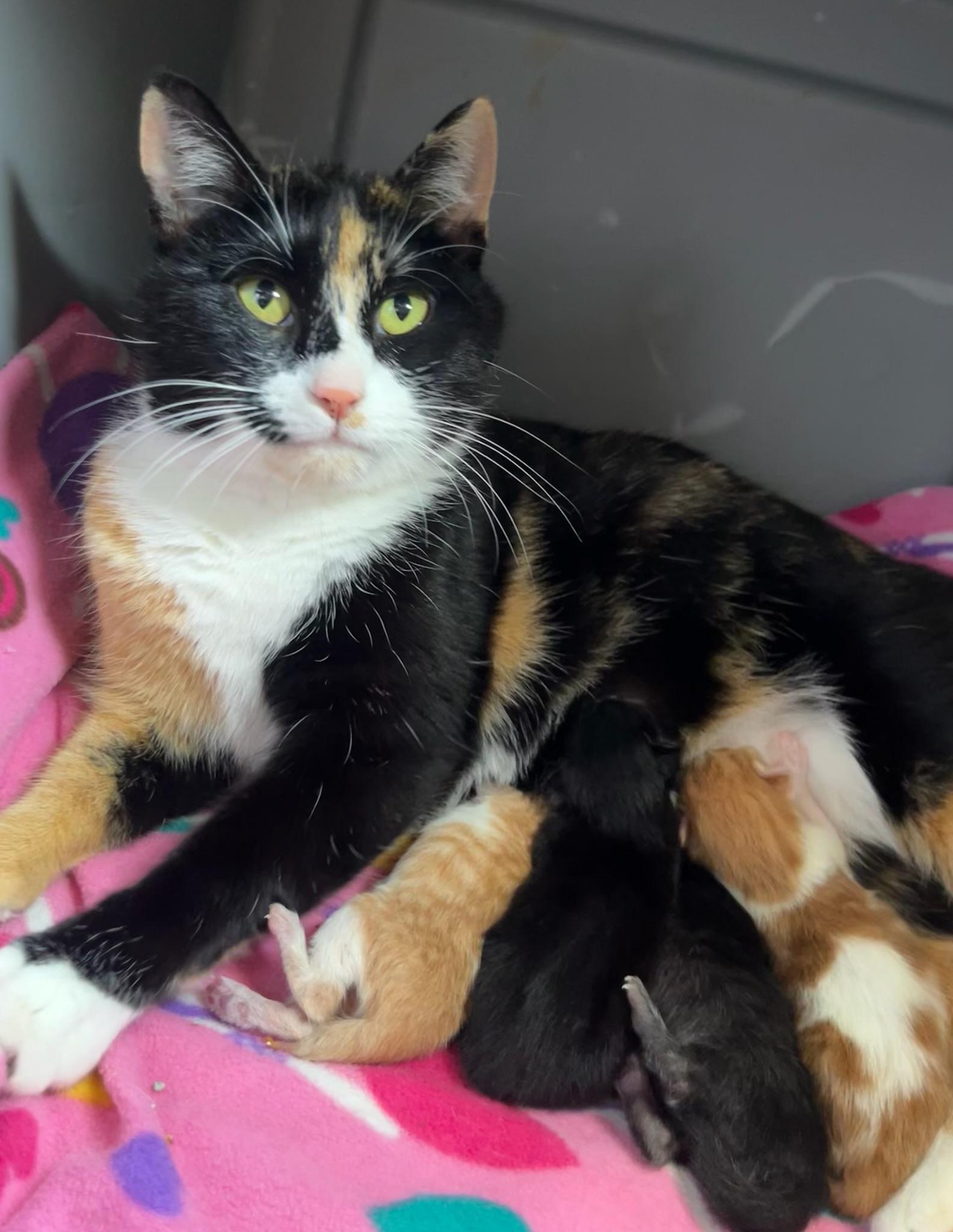 Daniela, an adopted Domestic Short Hair in Mount Juliet, TN image 6/6