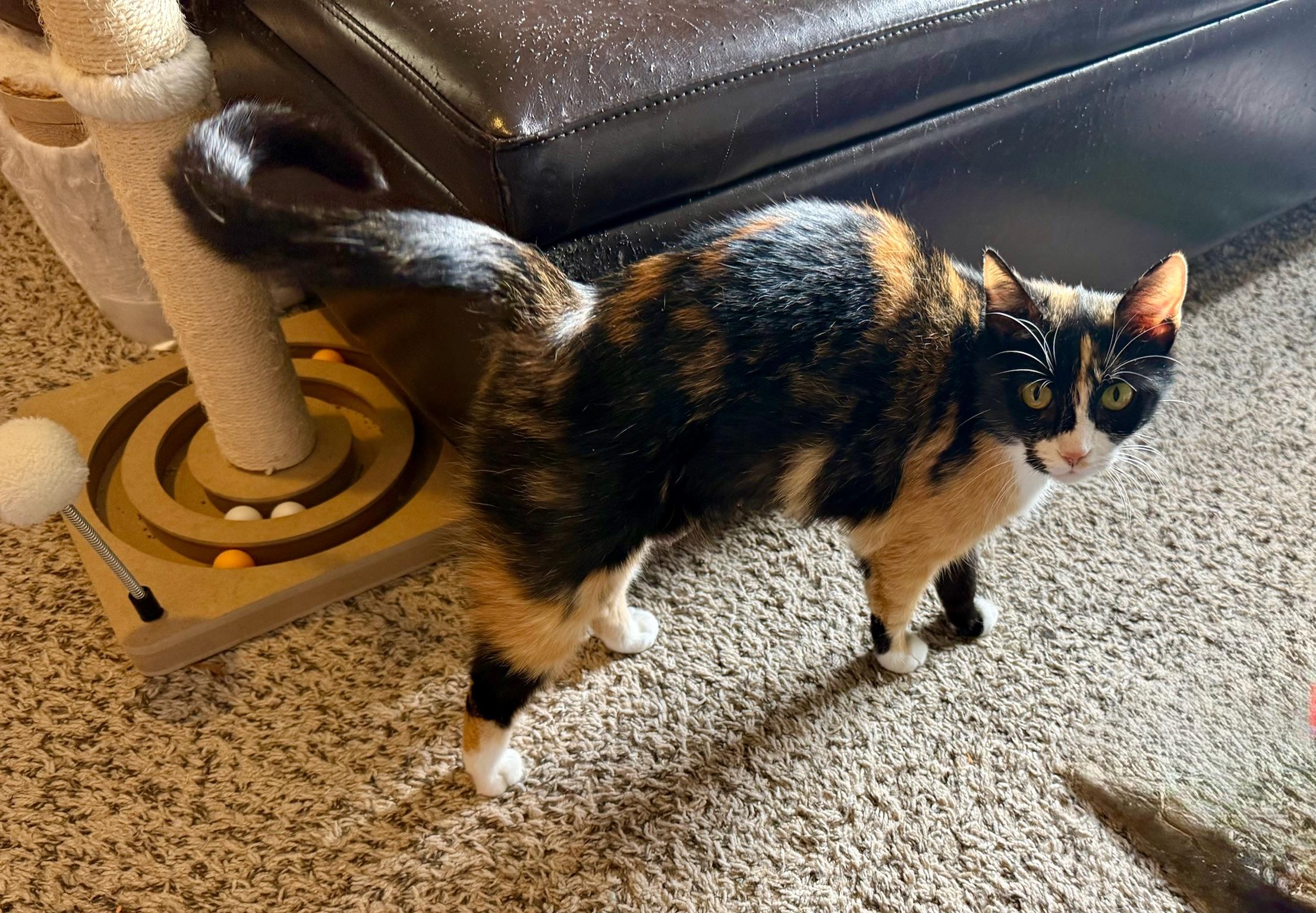 Daniela, an adopted Domestic Short Hair in Mount Juliet, TN image 2/6