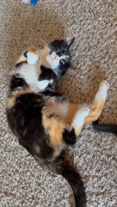 Enlarge Daniela, an adopted Domestic Short Hair in Mount Juliet, TN video 4/6