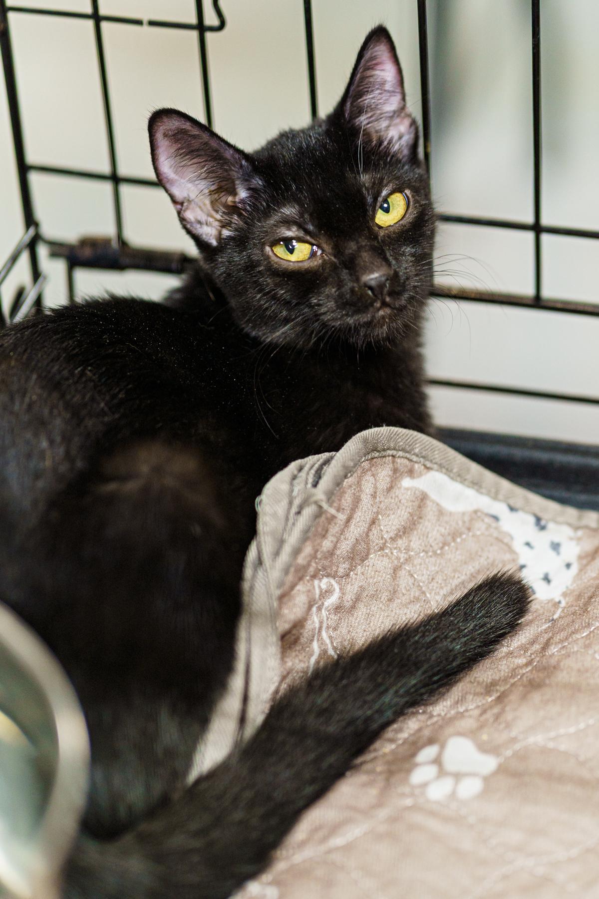 Blackstone thumbnail 4