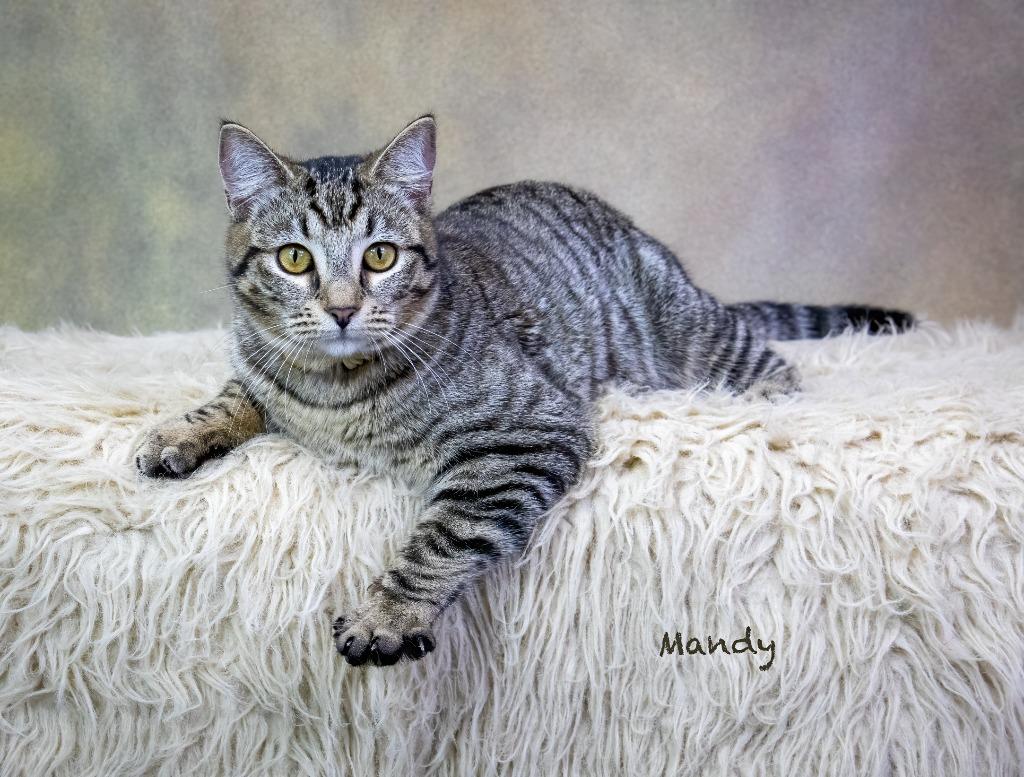 Mandy, Adoptable, Young Female Domestic Short Hair.