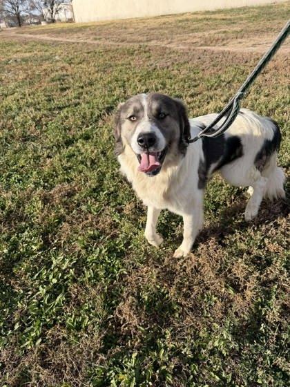 Cyrus, Adoptable, Adult Male Anatolian Shepherd & Mixed Breed.