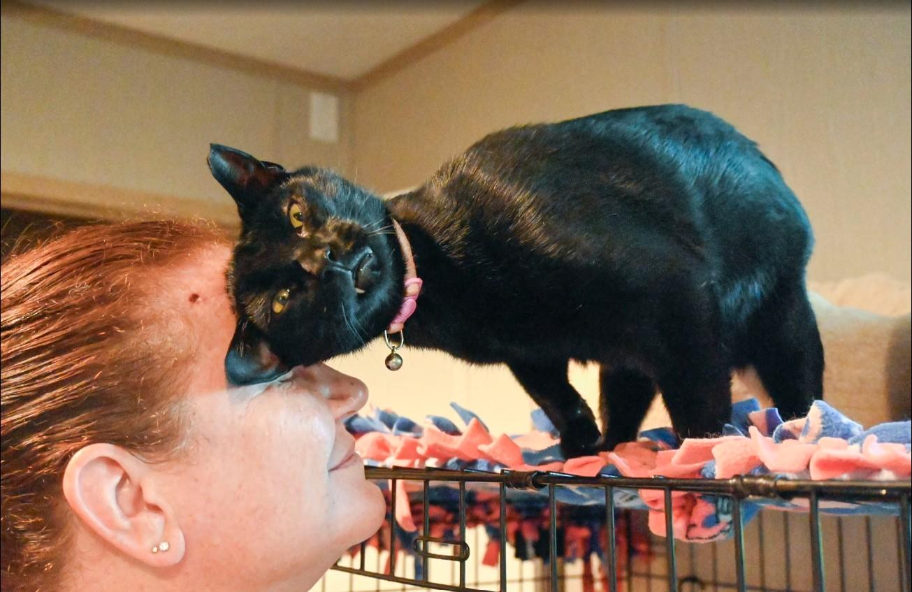 Autumn, an adoptable Domestic Medium Hair in Hampstead, NC, 28443 | Photo Image 3