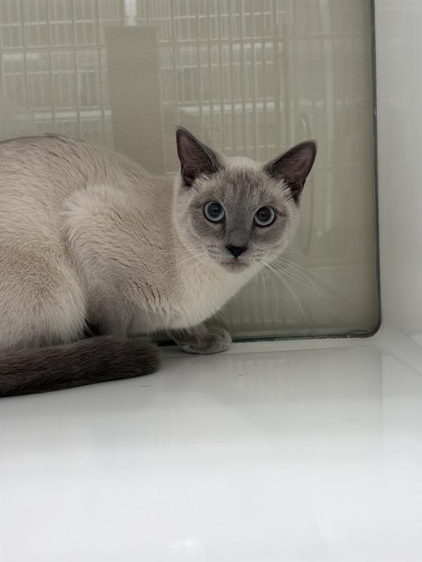 Pumi, Adoptable, Kitten Female Siamese.