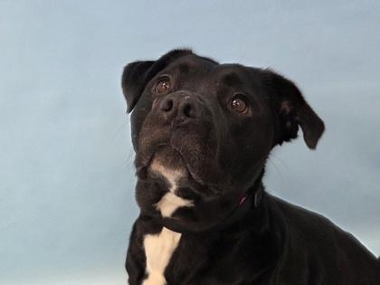 Lotus, Adoptable, Adult Female Labrador Retriever & Rottweiler.